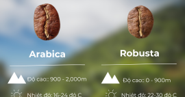 3 Cách Phân Biệt Giữa Cafe Arabica Và Cafe Robusta