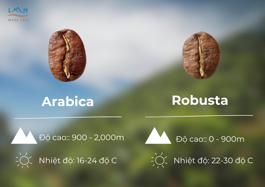 3 Cách Phân Biệt Giữa Cafe Arabica Và Cafe Robusta