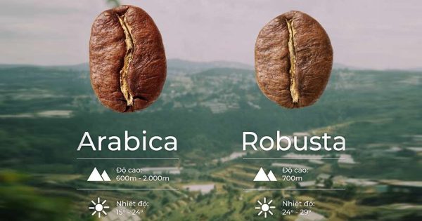 cà phê Arabica và cà phê Robusta