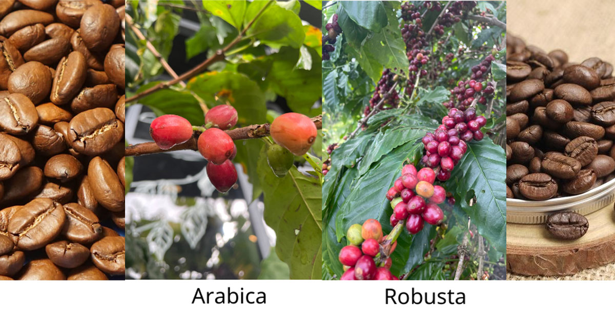 3 Cách Phân Biệt Giữa Cafe Arabica Và Cafe Robusta