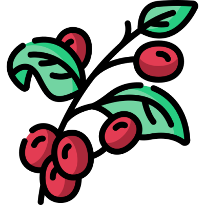 Coffee Plant