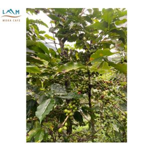 Moka Arabica Nguyên Hạt 1,000g