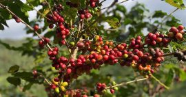 Cà Phê Arabica Laam: Từ Hạt Tuyển Đẫm Sương Đến Vị Nguyên Bản Pha Là Phê